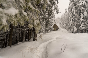 Winter mountain forest with wooden house in background