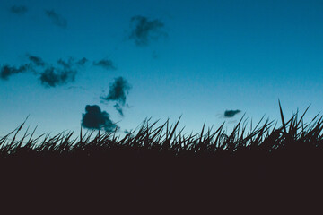 a rice field in japan. some parts are already harvested and the others are still growing. the water is clear and beautiful and the warm colors of the japanese sunset is nice. rice is a staple food.
