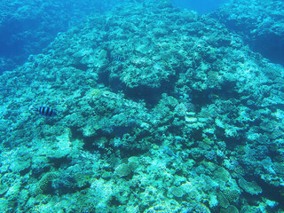 Fototapeta na wymiar 熱帯魚が泳いでる沖縄の海とサンゴ礁
