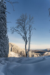 Obraz premium Snow covered fir trees on the background of mountain peaks. Snowy winter landscape.