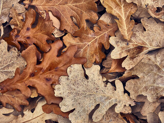 Natural texture of dry leaves.