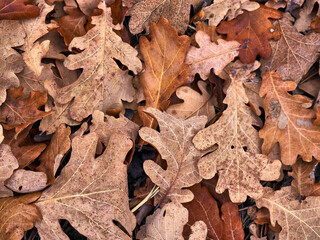 Natural texture of dry leaves.