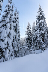 Fototapeta premium Snow covered fir trees on the background of mountain peaks. Snowy winter landscape.