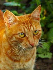 Beautiful eyes of a ginger cat.  For wallpaper, posters and backgrounds.
