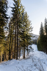 Fototapeta premium Beautiful pine trees against a winter backdrop with mountains on a sunny, blue sky winter day.