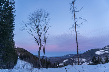 Beautiful pine trees against a winter backdrop with mountains on a sunny, blue sky winter day.