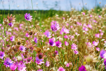 Fototapeta premium beautiful summer landscape with pink wild flowers