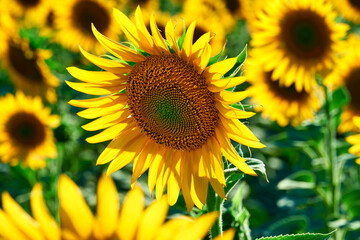 Obraz premium sunflower - bright field with yellow flowers, beautiful summer landscape in sunset