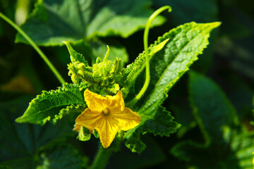 The yellow cucumber flower has blossomed.  For wallpaper, posters and backgrounds.