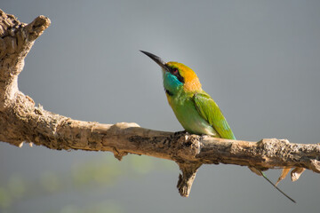 A green bee-eater (Merops orientalis) in Yala National park, Sri Lanka