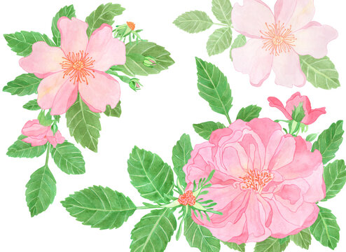 Watercolor pink rose and roseship compositions with leaves