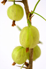 Gooseberries. Ribes grossularia.