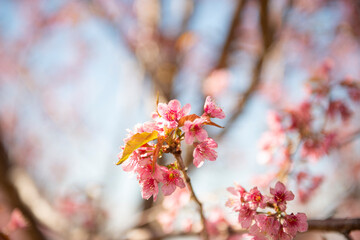 cherry blossom in spring focus flower blur background