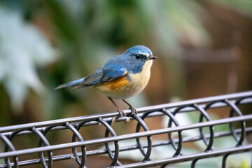 ルリビタキの雄！
幸せの青い鳥！ブルーバード！
なぜか人工物の上に止まるの好きみたいです。