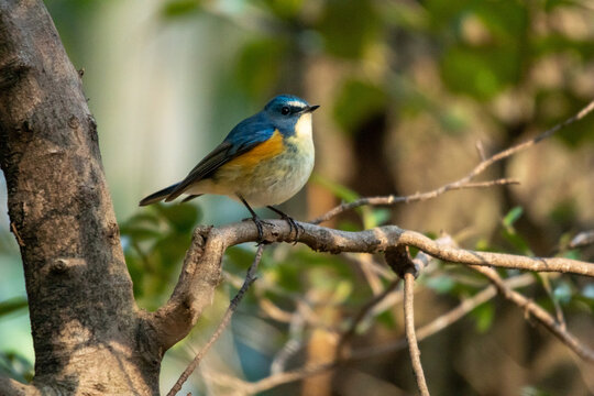 貴重/幸せの青い鳥✳︎8匹ブルーbird カーキ レッド トルコ