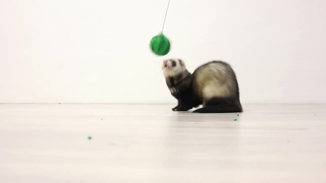the ferret jumps for the ball and playing with it 