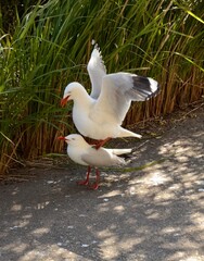 Two seagulls doing a mating dance on Cockatoo Island, Sydney. One gull stands on top of the other.