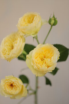 Yellow spray rose isolated on blurred background with copy space. Rose on grey background. macro photo. selective focus