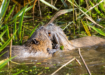 Nutria balz