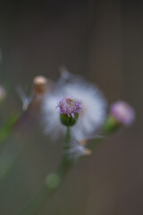 Purple burdock flowers with bokeh