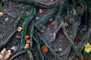 Roots of a tree