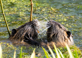 Nutria balz