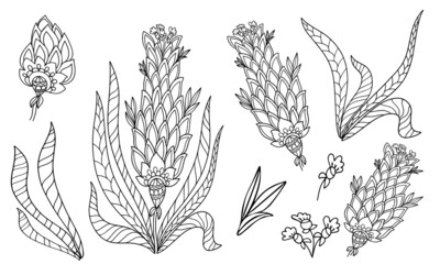 set of flower elements fabulous plant coloring isolate on white background illustration for book black and white image with herbal elements anti stress vector graphics print for textile stroke doodle 