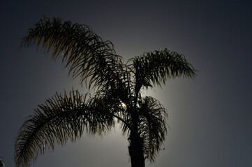 the sun and the palm tree playing