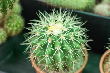 Many beautiful colored cactus gardens