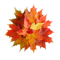 Colorful fall leaves isolated on white background. Autumn composition.  Top view.