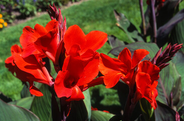 Balisier, Canna, canna 'Corrida'