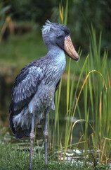 Bec en sabot du Nil.Balaeniceps rex , Shoebill