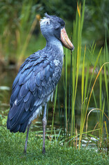 Bec en sabot du Nil.Balaeniceps rex , Shoebill