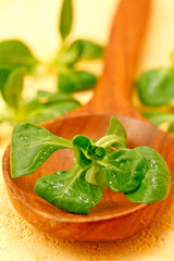 Corn salad. Lamb's lettuce.