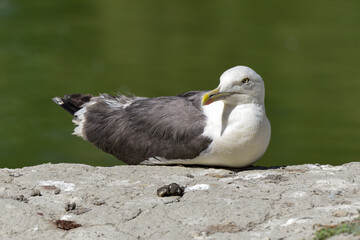 Goéland marin,.Larus marinus, Great Black backed Gull