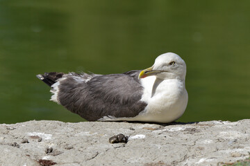 Goéland marin,.Larus marinus, Great Black backed Gull