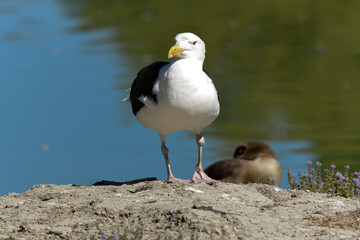 Goéland marin,.Larus marinus, Great Black backed Gull
