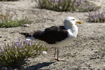 Goéland marin,.Larus marinus, Great Black backed Gull