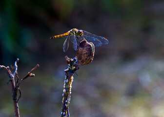 枯れ枝にとまるトンボ