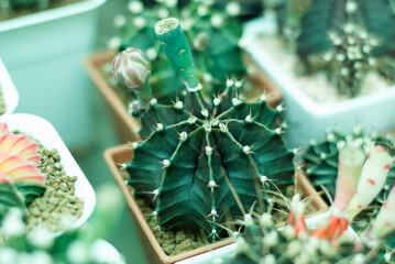 Many beautiful colored cactus gardens