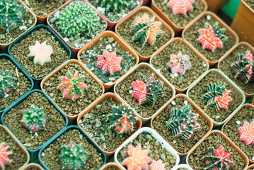 Many beautiful colored cactus gardens