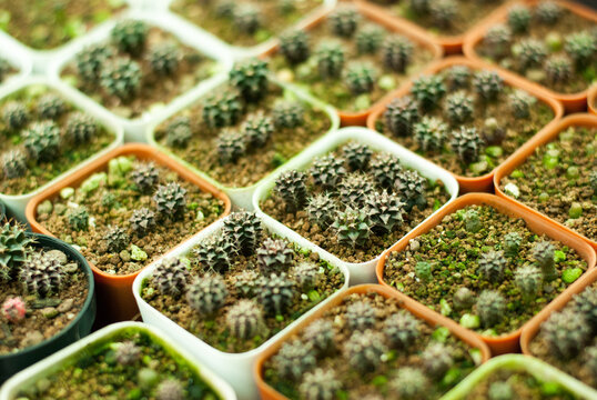 Many beautiful colored cactus gardens