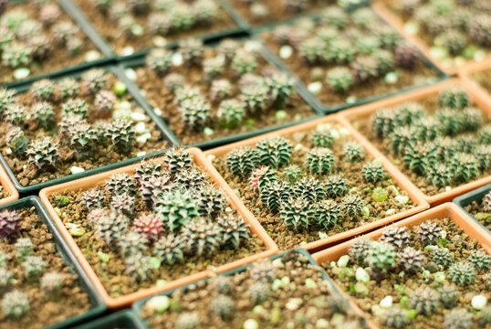 Many beautiful colored cactus gardens