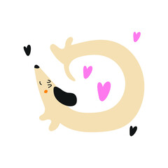 Funny dachshund with many colorful hearts. Vector illustration on white background. 