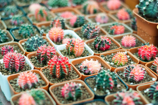 Many beautiful colored cactus gardens