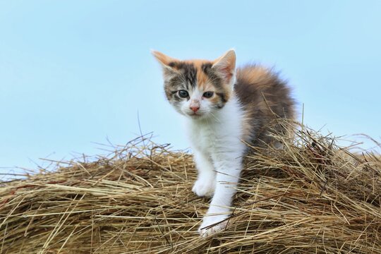 6+ Thousand Cat Straw Royalty-Free Images, Stock Photos & Pictures