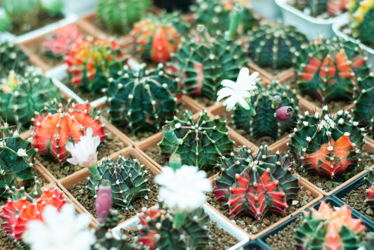 Many beautiful colored cactus gardens