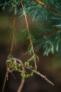 Pine tree needles macro with bokeh