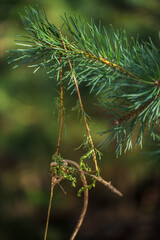 Pine tree needles macro with bokeh