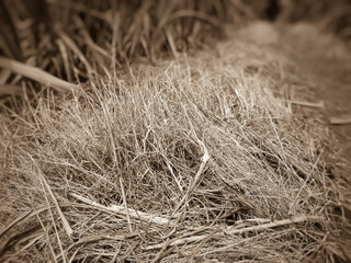 dry grass in the wind
